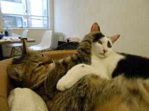 necowarking3