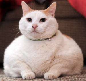 pudgy cat