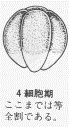 イテレーションあり改善なしの状態: 4細胞期の状態