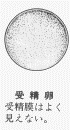 イテレーションのない状態: 受精卵の状態