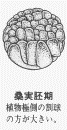 イテレーションあり改善ありの状態: 桑実胚期の状態