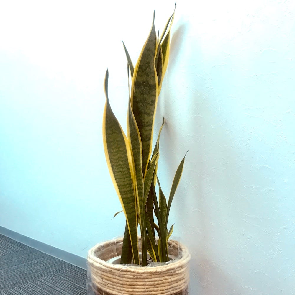 株式会社シェアウィズのオフィスにある観葉植物サンスベリア