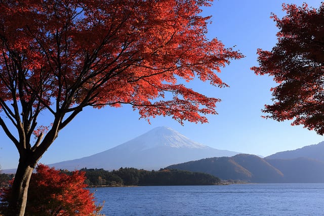 Maple leaves